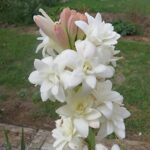 tuberose-flower