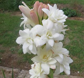 tuberose-flower
