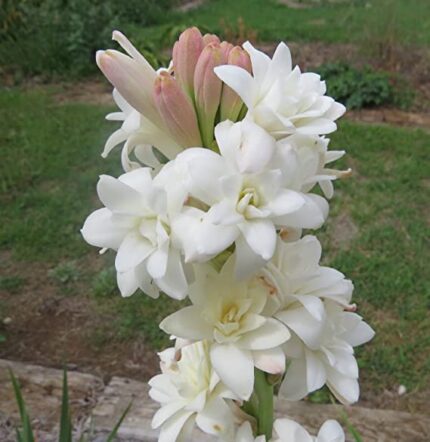 tuberose-flower