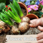 Rajnighandha/Tube Rose Healthy Fragrant Flower Bulbs (1 Pcs) - Image 2