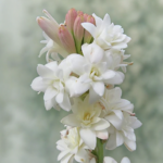 Tuberose Flower Bulb - 1Pcs (Copy)