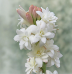 Tuberose Flower Bulb - 1Pcs (Copy)