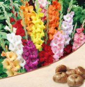 gladiolus-bulbs-mix-color