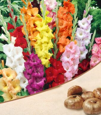 gladiolus-bulbs-mix-color