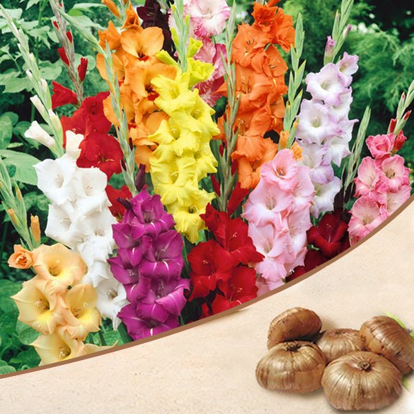 gladiolus-bulbs-mix-color