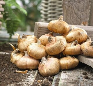 gladiolus-bulbs-mix-color