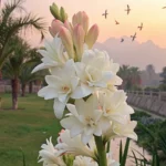 Tuberose Flower Bulb - 10 Pcs