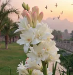 Tuberose Flower Bulb - 10 Pcs