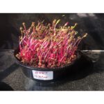 Microgreen seeds 12 Varieties | Non GMO Seeds with Growing Instruction| Grow Your Own Super Salad. - Image 3