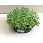 Microgreen seeds 12 Varieties | Non GMO Seeds with Growing Instruction| Grow Your Own Super Salad. - Image 2