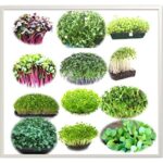 Microgreen seeds 12 Varieties | Non GMO Seeds with Growing Instruction| Grow Your Own Super Salad.