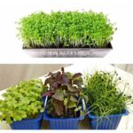 Microgreen seeds 12 Varieties | Non GMO Seeds with Growing Instruction| Grow Your Own Super Salad. - Image 6
