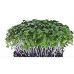 Microgreen seeds 12 Varieties | Non GMO Seeds with Growing Instruction| Grow Your Own Super Salad. - Image 5