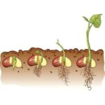 Microgreen seeds 12 Varieties | Non GMO Seeds with Growing Instruction| Grow Your Own Super Salad. - Image 4