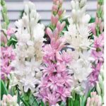 Rajnigandha / Tuberose Fragrant Bulbs Mix Color – Pack of 10