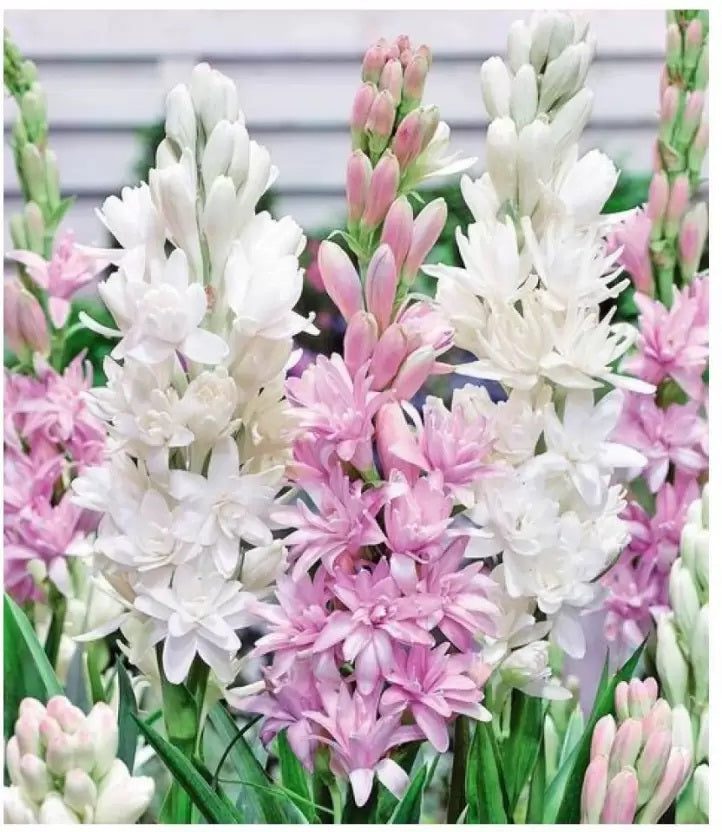 10-tuberose-rajnigandha-flower-bulbs-seeds.jpg Rajnigandha / Tuberose Fragrant Bulbs Mix Color – Pack of 10 - Image 1