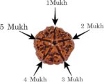 5 Mukhi Rudraksha Original From Pashupati Nath Temple | Wealth, Prosperity & Spiritual Protection - Image 3
