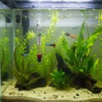 Aquarium Glass Thermometer with Suction Cup | Fish Tank Thermometer Pack of 2 - Image 2