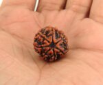5 Mukhi Rudraksha Original From Pashupati Nath Temple | Wealth, Prosperity & Spiritual Protection - Image 2