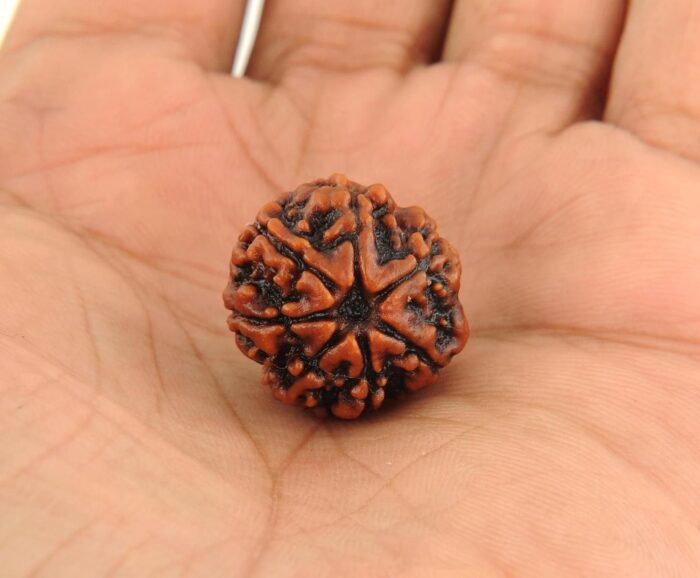 5 Mukhi Rudraksha Original From Pashupati Nath Temple | Wealth, Prosperity & Spiritual Protection - Image 2