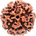 5 Mukhi Rudraksha Original From Pashupati Nath Temple | Wealth, Prosperity & Spiritual Protection