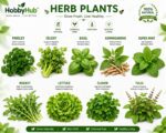 Herbal Seeds Combo Pack – 9 Native Indian Kitchen Garden Varieties With Cocopeat Soil Pack | Native Indian Organics 🌿