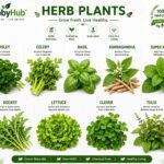 Herbal Seeds Combo Pack – 9 Native Indian Kitchen Garden Varieties With Cocopeat Soil Pack | Native Indian Organics 🌿