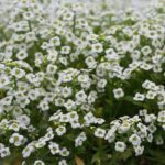 Alyssum White Flower Seeds