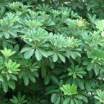 Ashwagandha Herbal Plant Seeds