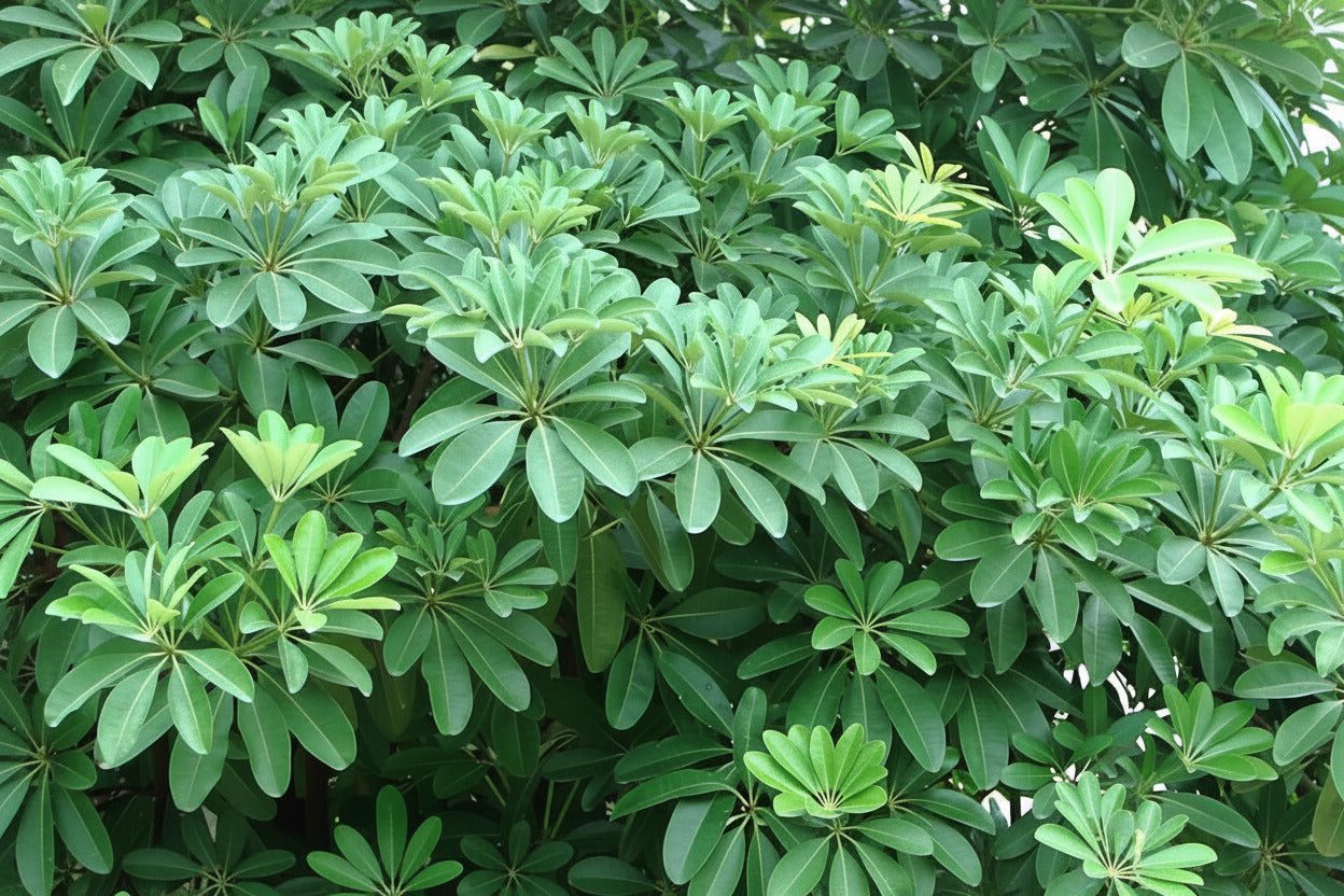 Ashwagandha-2000x2000w.jpg Ashwagandha Herbal Plant Seeds - Image 1