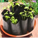 Plastic UV Protected Poly Nursery Plant Bags – 2×5 Inch, Black-Small| Pack of 10 | Home Garden Grow Bags