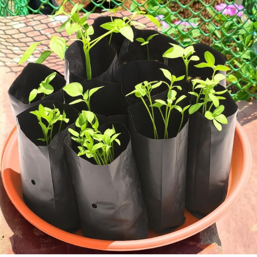 Black_grow_bag.jpg Plastic UV Protected Poly Nursery Plant Bags – 2×5 Inch, Black-Small| Pack of 10 | Home Garden Grow Bags - Image 1