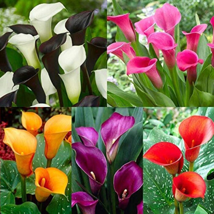 Exotic Flower Bulbs Combo | 6 Variety | Calla Lily, Football Lily, Amar Lily, Rain Lily, Caladium & Tuberose (2 Bulbs Each) - Image 3