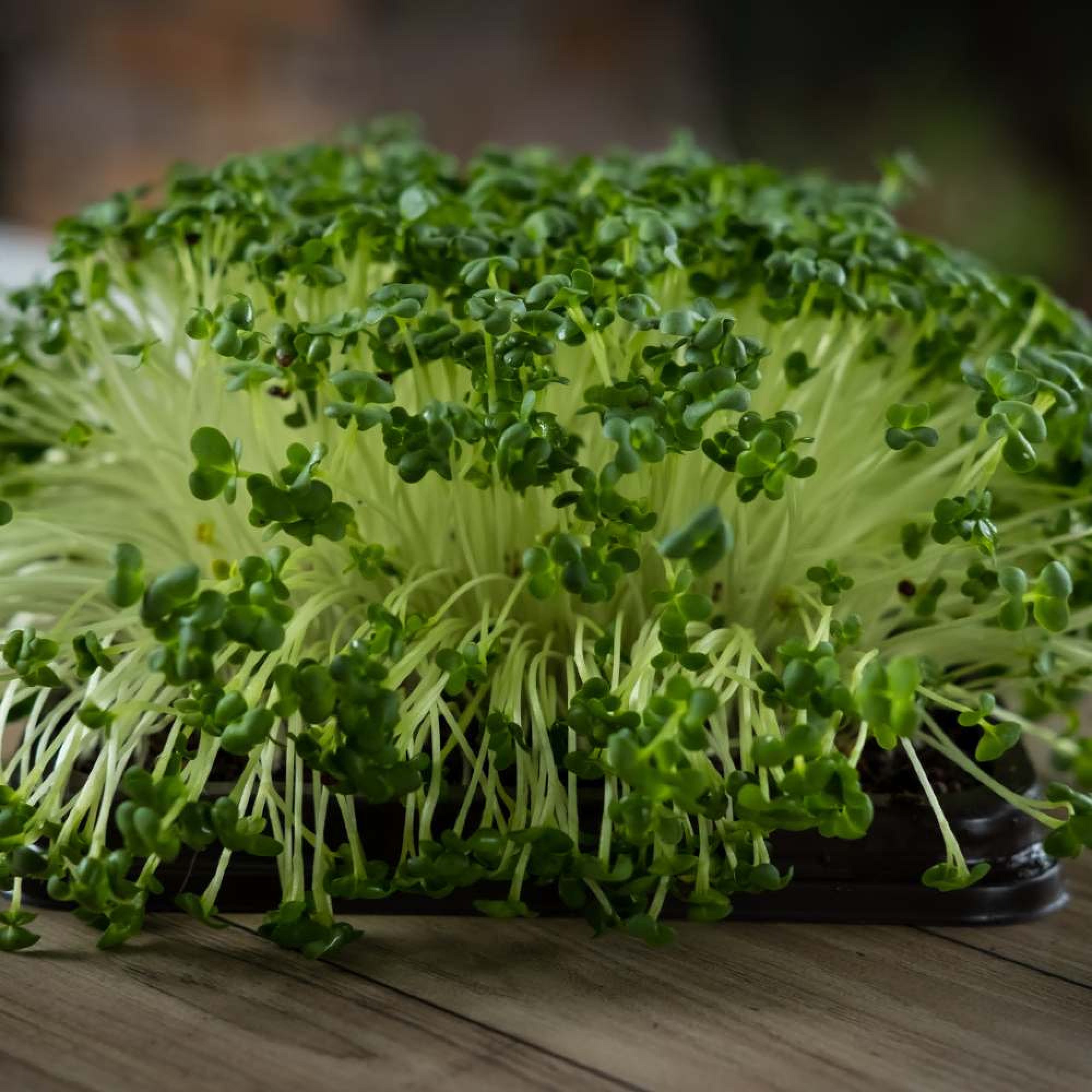 Cauliflower-Microgreen-2000x2000-1.jpg Cauliflower Microgreen Seeds | Easy to Grow Indoors | Grow Your Own Super Salad - Image 1