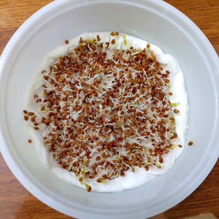 Clover Microgreen Seeds | Super Salad Greens | Easy to Grow Indoors - Image 2