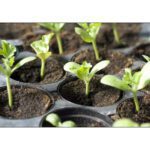 Cocopeat/Agropeat Coins (10 Pcs.) Use for Fast Germination of Your Flower and Vegetable Seeds - Image 2