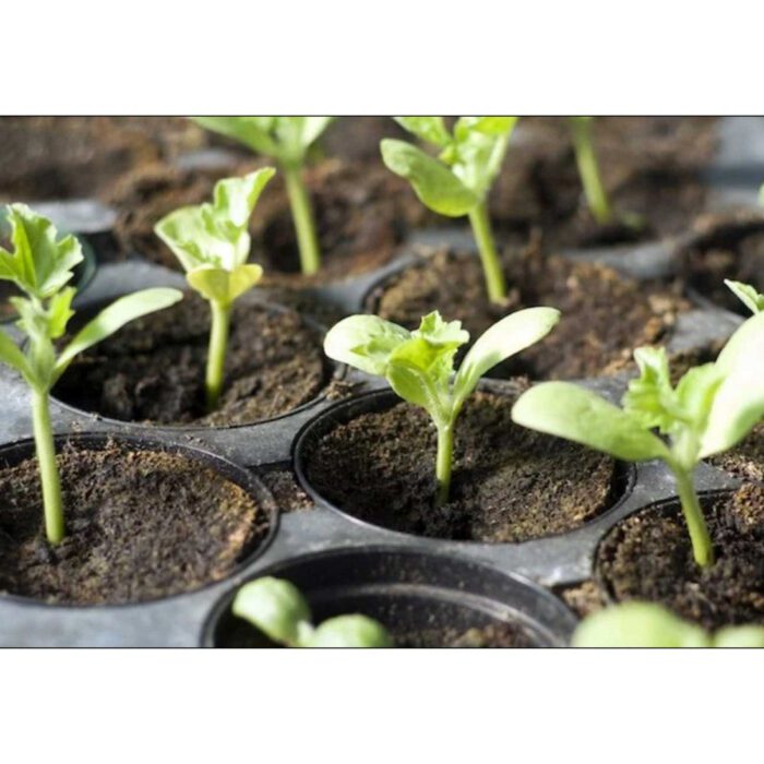 Cocopeat/Agropeat Coins (10 Pcs.) Use for Fast Germination of Your Flower and Vegetable Seeds - Image 2