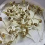 Fenugreek Microgreen Seeds | Easy to Grow Indoor Super Salad Greens - Image 3