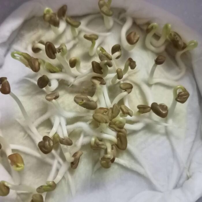 Fenugreek Microgreen Seeds | Easy to Grow Indoor Super Salad Greens - Image 3