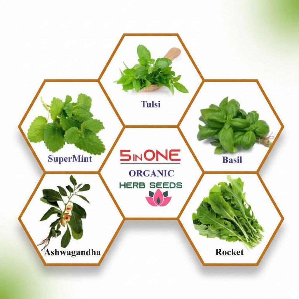 Herb-seed-5-In-1-2000x2000-1.jpg Organic Herb Seeds Combo Pack – 5 Varieties (Super Mint, Tulsi, Basil, Ashwagandha, Rocket) - Image 1