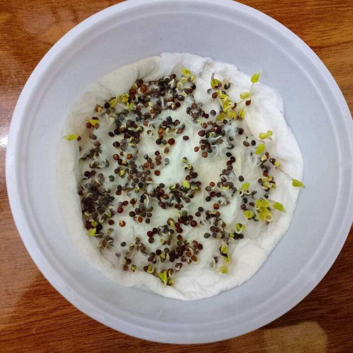Kale Green Microgreens Seeds | Easy to Grow Indoors | Your Super Salad - Image 2