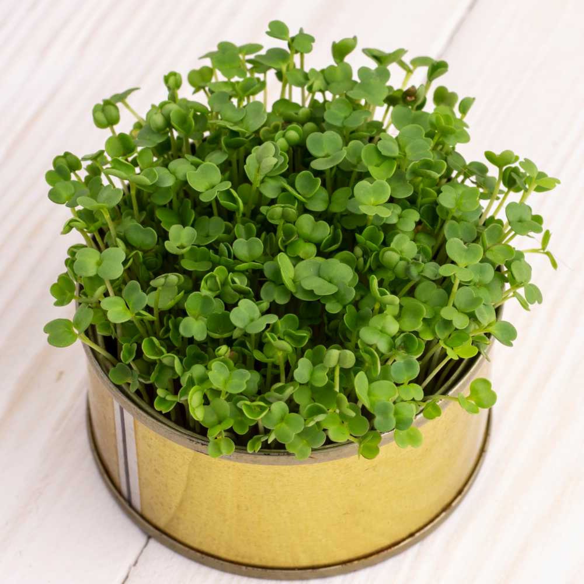Kale-Green-Microgreen-2000x2000-1.jpg Kale Green Microgreens Seeds | Easy to Grow Indoors | Your Super Salad - Image 1