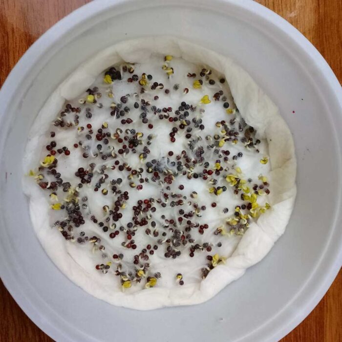 Kale Purple Microgreen Seeds | Non-GMO | Grow Your Own Super Salad - Image 2