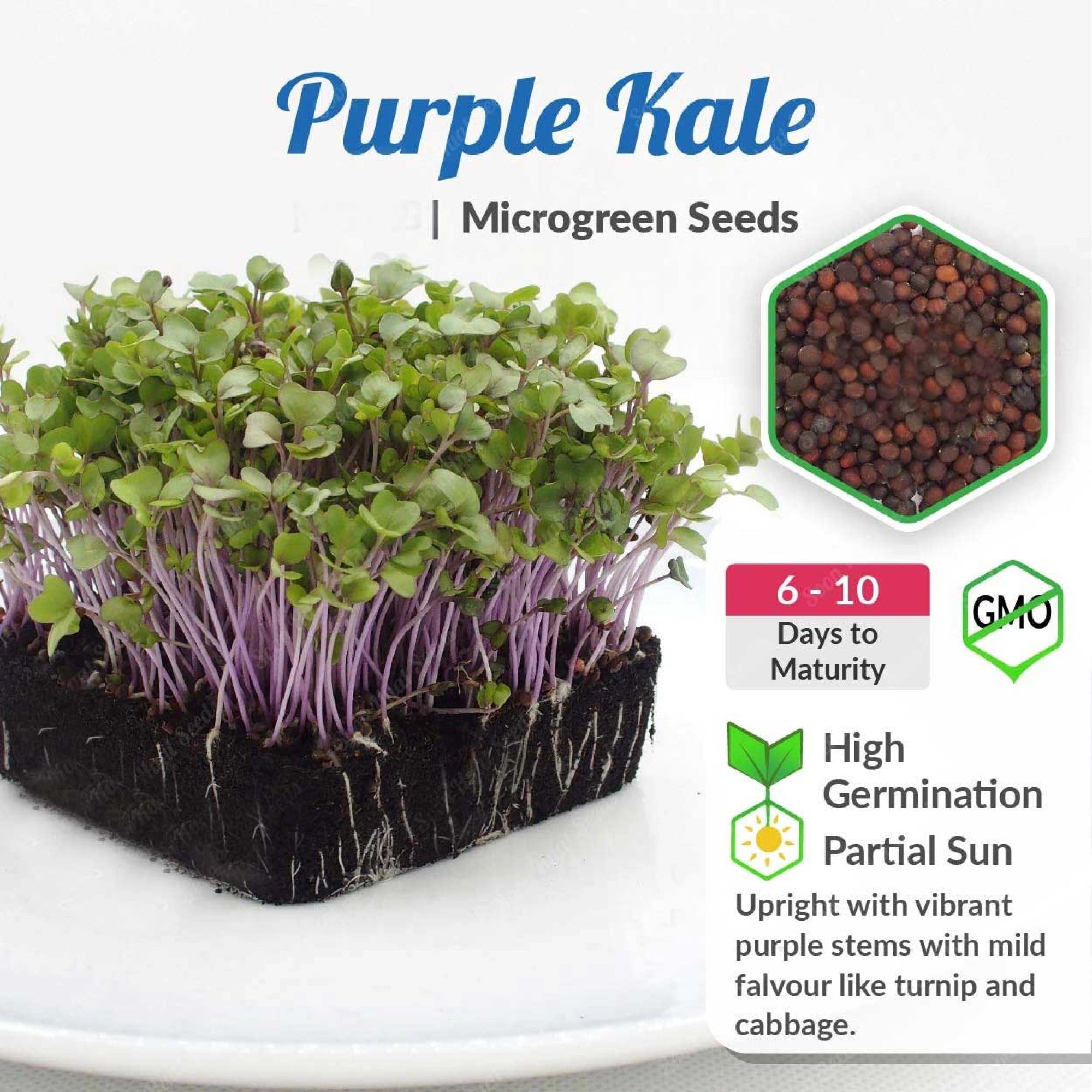 Kale-purple-microgreen-2000x2000-1.jpg Kale Purple Microgreen Seeds | Non-GMO | Grow Your Own Super Salad - Image 1