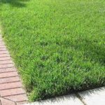 Grass seed for a lush green home lawn and landscape