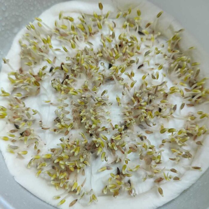 Lettuce Microgreens Organic Seeds | Easy to Grow Indoors | Super Salad Greens - Image 2