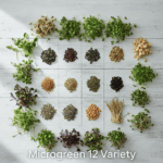 Microgreens Seeds 12 Varieties | Non-GMO | With Growing Instructions | Grow Your Own Super Salad - Image 2
