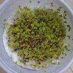 Mustard Microgreens Organic Seeds | Grow Your Own Super Salad - Image 3