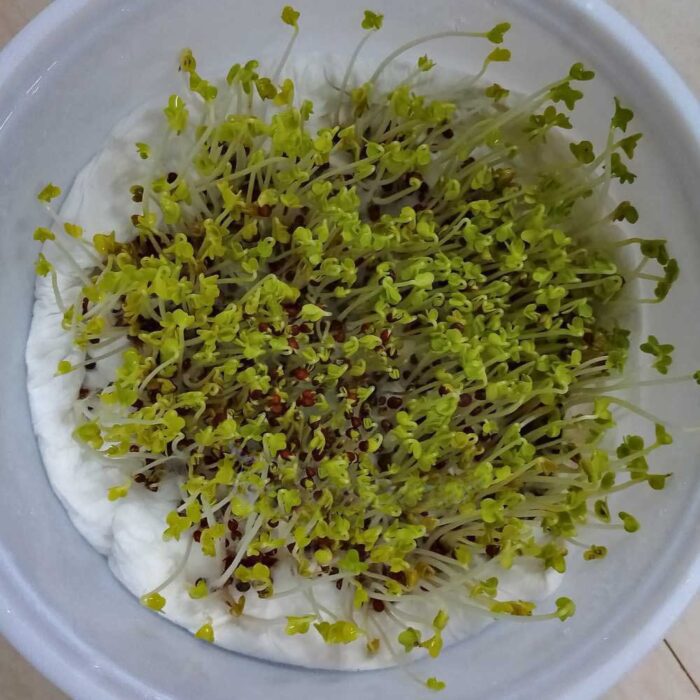 Mustard Microgreens Organic Seeds | Grow Your Own Super Salad - Image 3