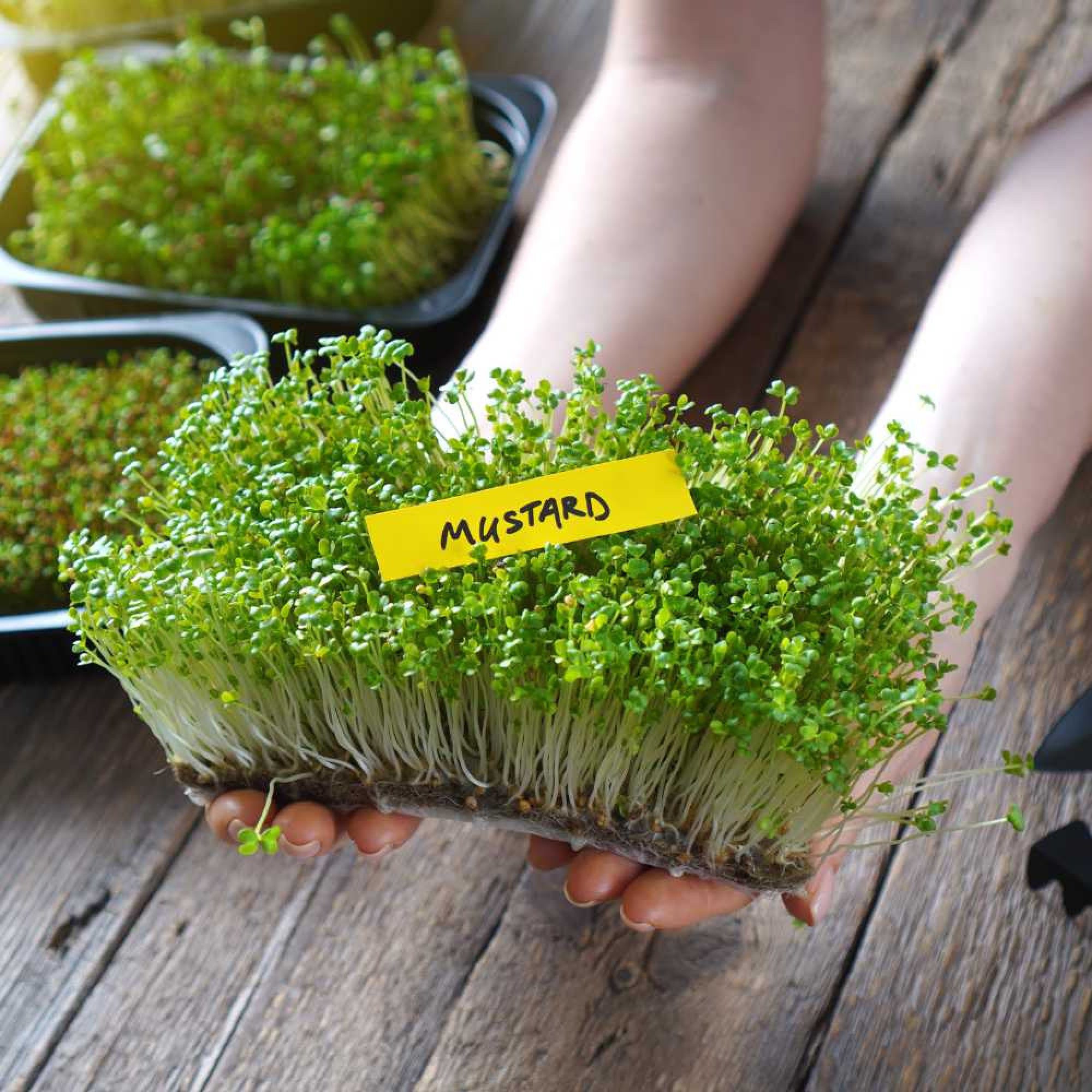 Mustard-Microgreen-2000x2000-1.jpg Mustard Microgreens Organic Seeds | Grow Your Own Super Salad - Image 1